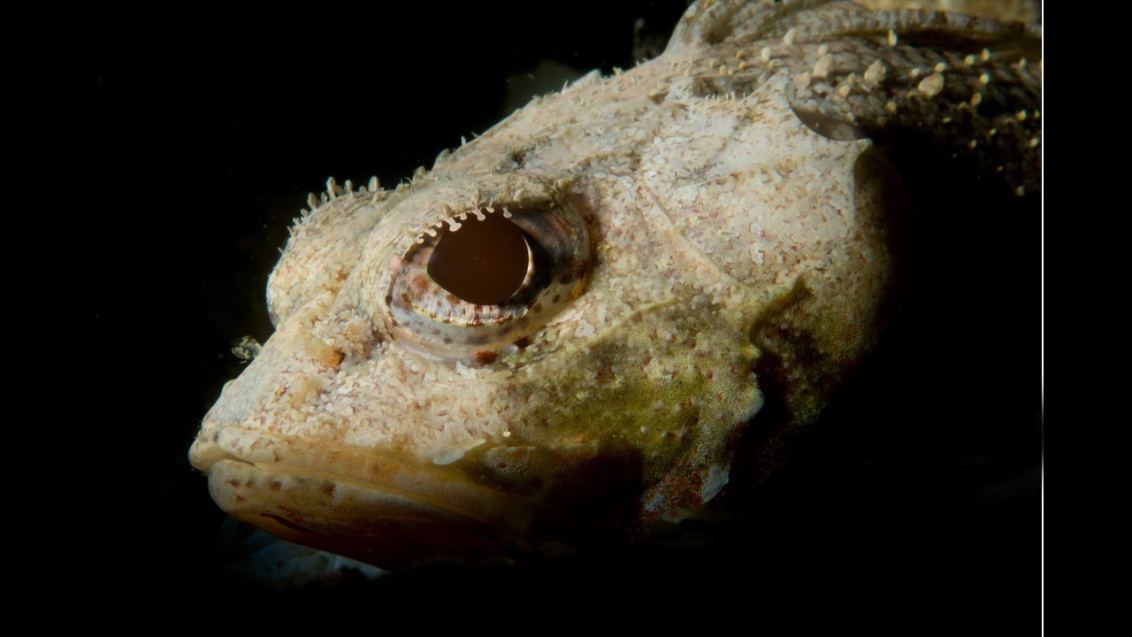 Snoots Part 2: Top Tips for Using a Snoot by Dave Heidemann