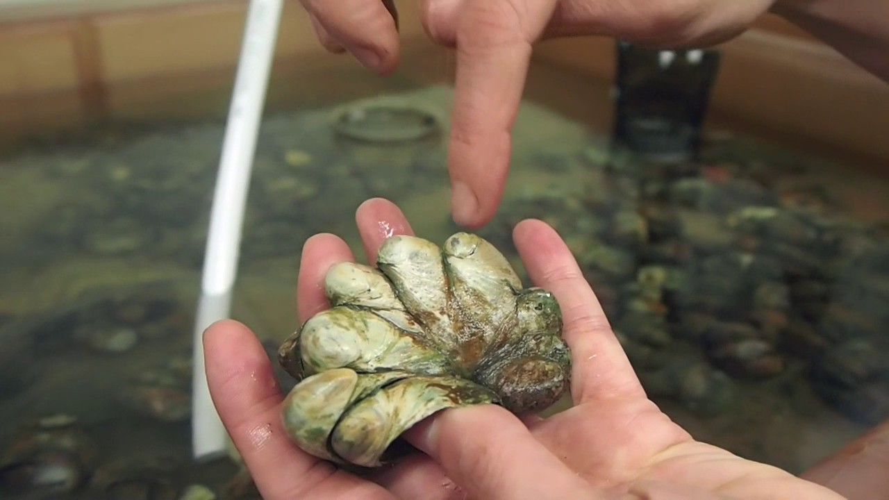 Meet the scientist working on the crazy sex life of slipper limpets