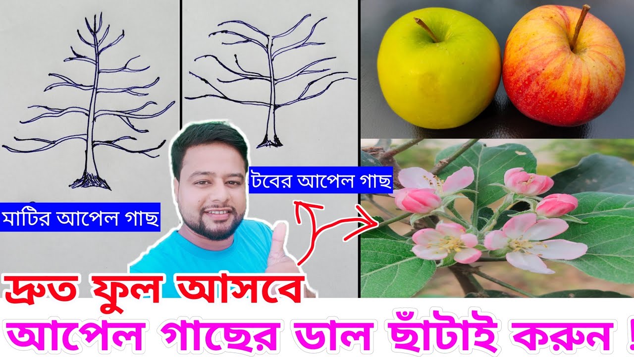 আপেল গাছের ডাল ছাঁটাই ! #HRMN99 #Appel @rajgardens @greenfriends8901