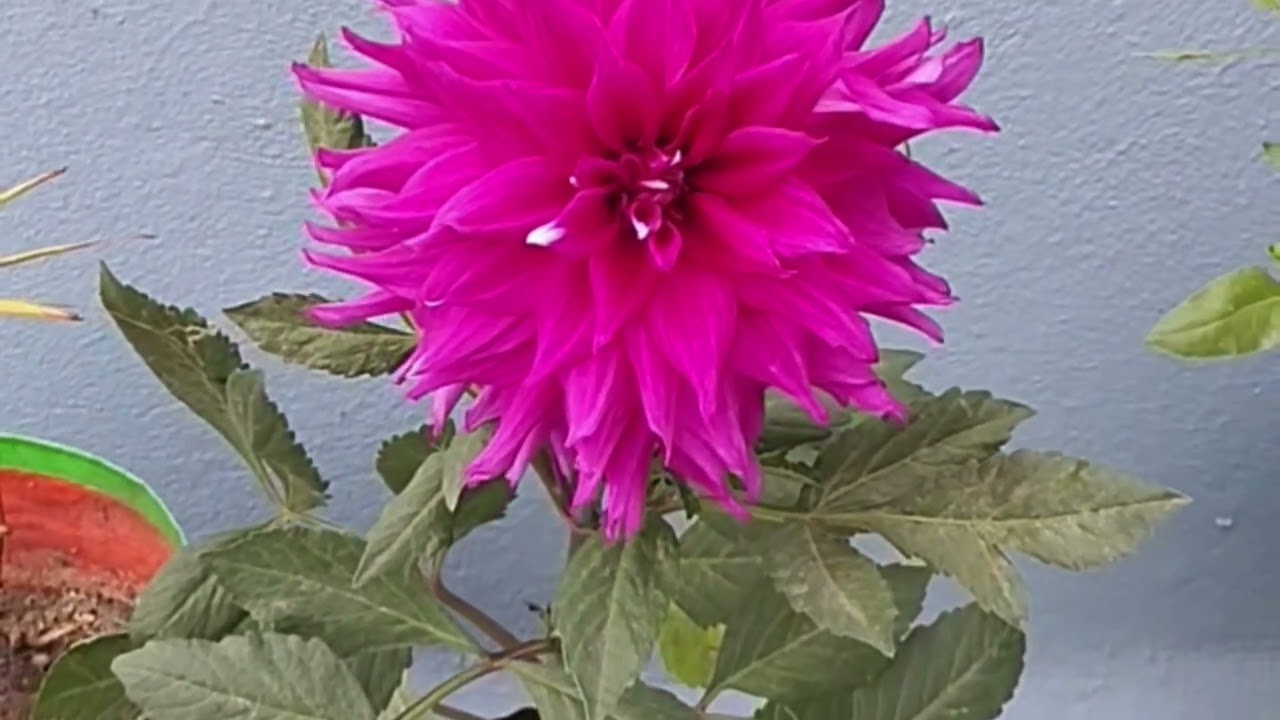 Beautiful Nature , peace and happiness #trending 