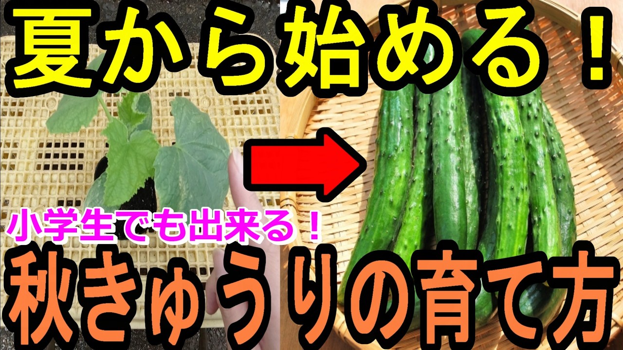 秋きゅうり栽培に挑戦！初心者でもわかる種まきから収穫までのステップを解説！失敗しないコツも伝授します！
