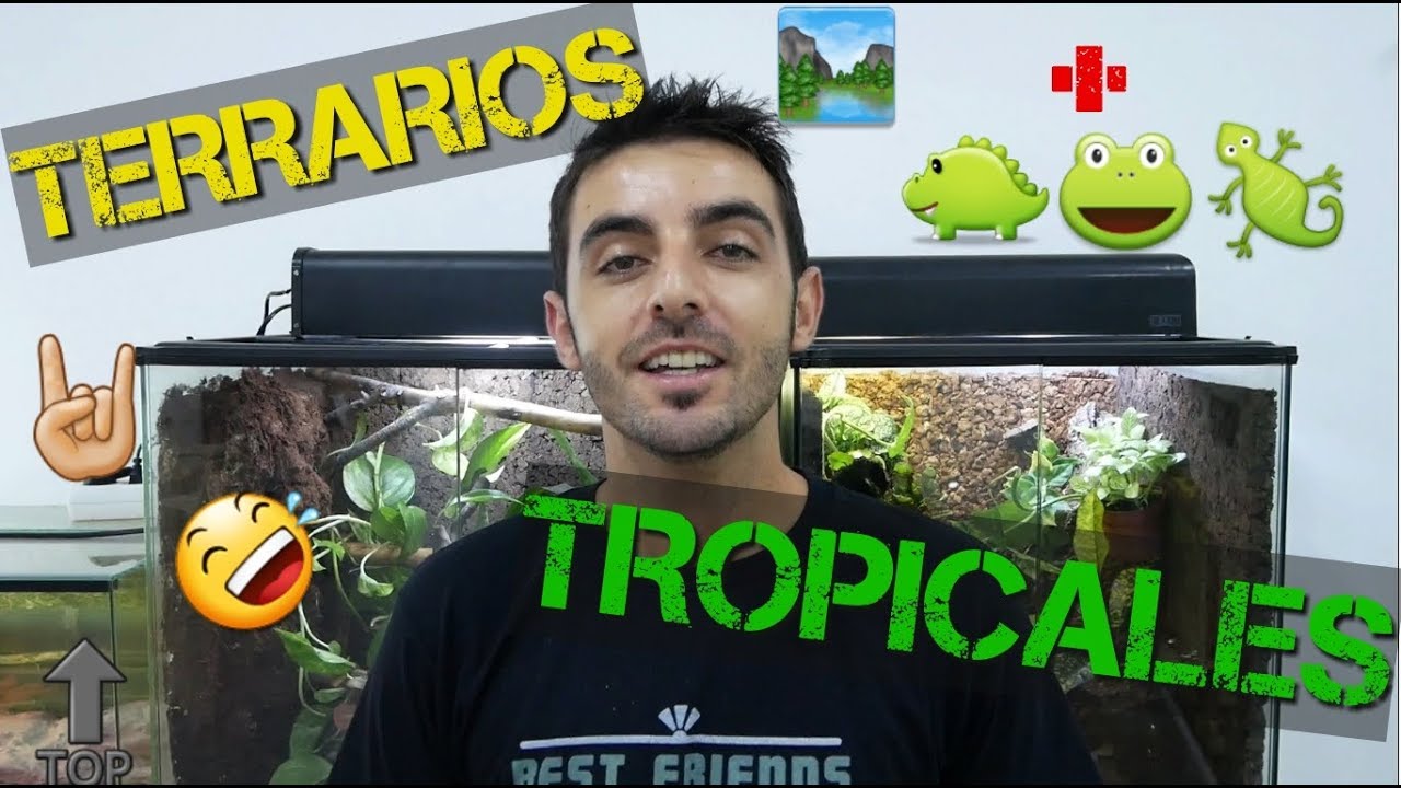 TERRARIOS TROPICALES + SORPRESA 🦎🐍🍂🍃🍁🍀🌄