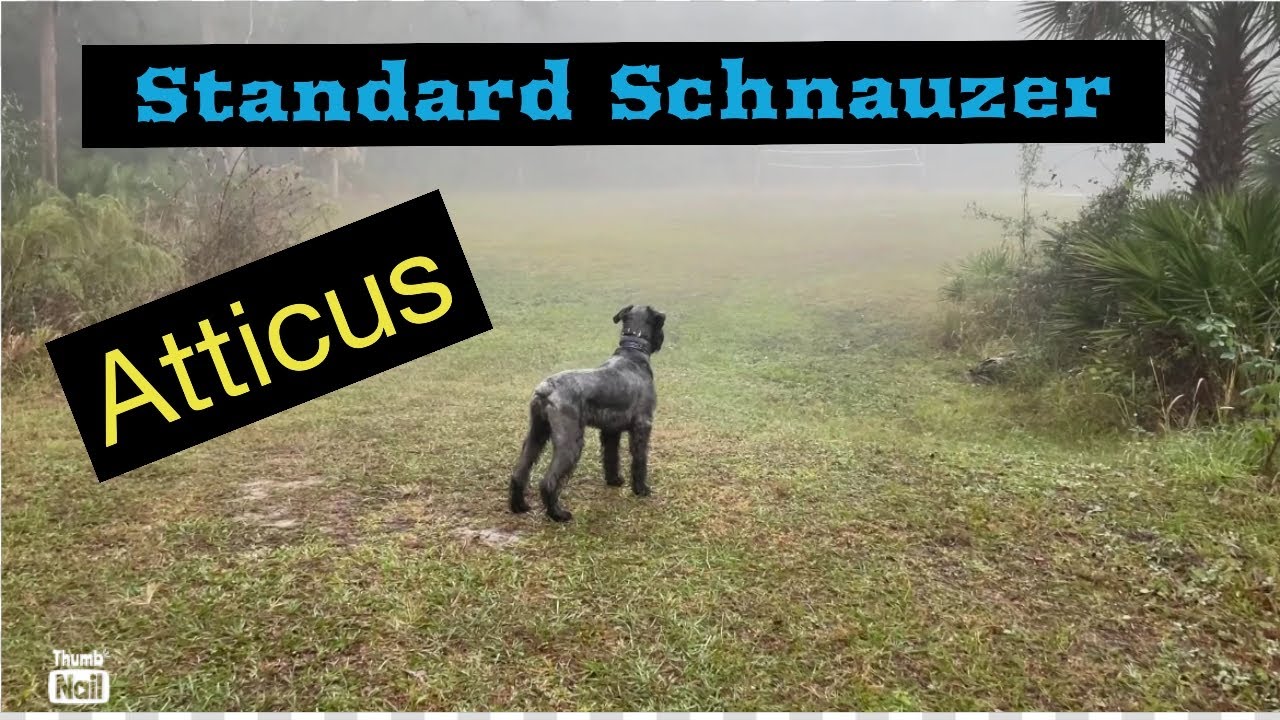 Standard Schnauzer Foggy Morning Fun with Atticus