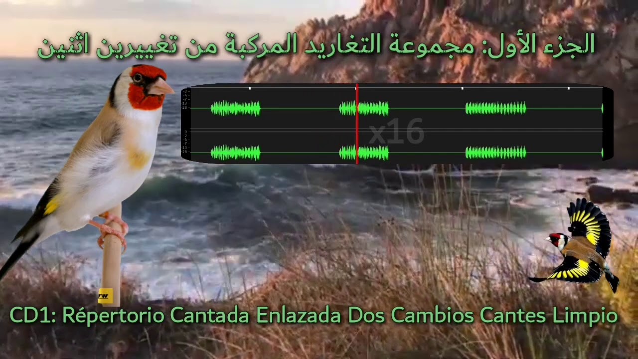 الجزء الأول: مجموعة التغاريد المركبة من تغييرين اثنين CD1 : Répertorio Cantada Enlazada Dos Cambios