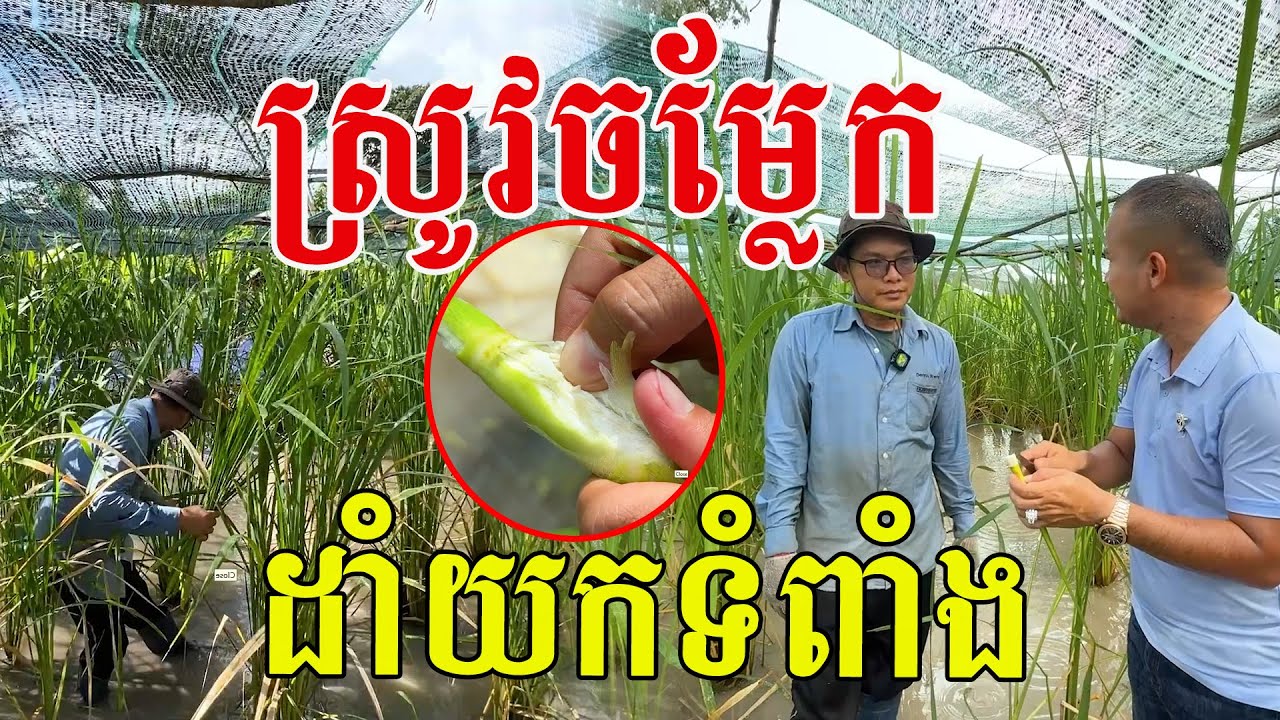 ស្រូវចម្លែក ដាំយកទំពាំងធ្វើបន្លែ រសជាតិប្លែក