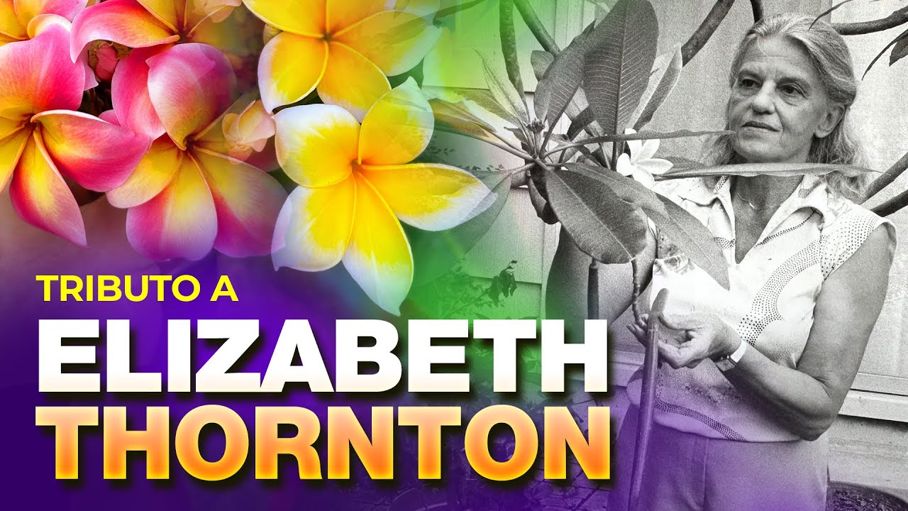 👁️ Así son las PLUMERIAS de ELIZABETH THORNTON 💚💛 👀 🩷💜 - La reina de las plumerias #plumeria