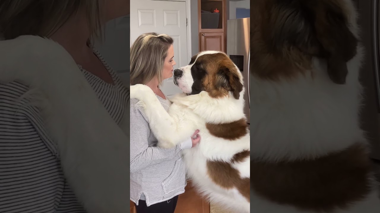 Big Dog, Bigger Love: Heartwarming Hugs & Kisses from My Saint Bernard! #shorts #dogmom #cutedog