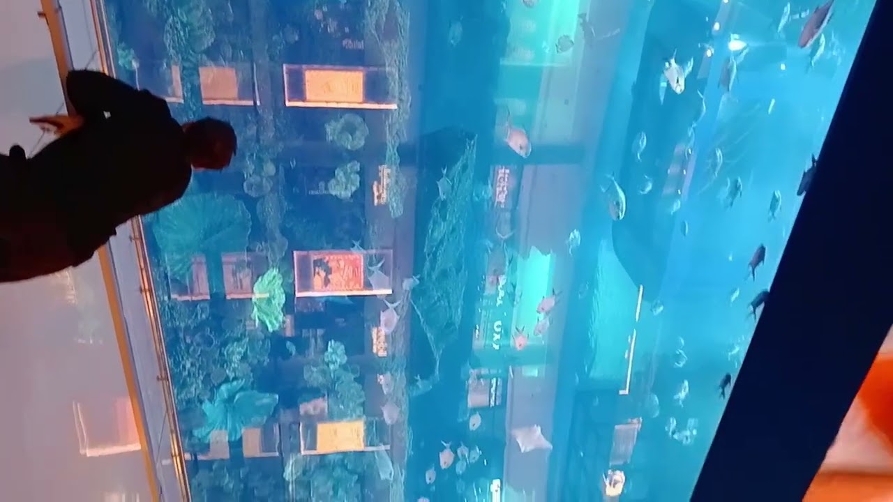 Dubai mall aquarium view @MalikMuneeb2 