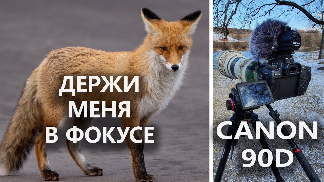 CANON 90D: ОБЗОР спустя год использования. Отзыв о ФОТО- и ВИДЕОсъёмке птиц и других животных