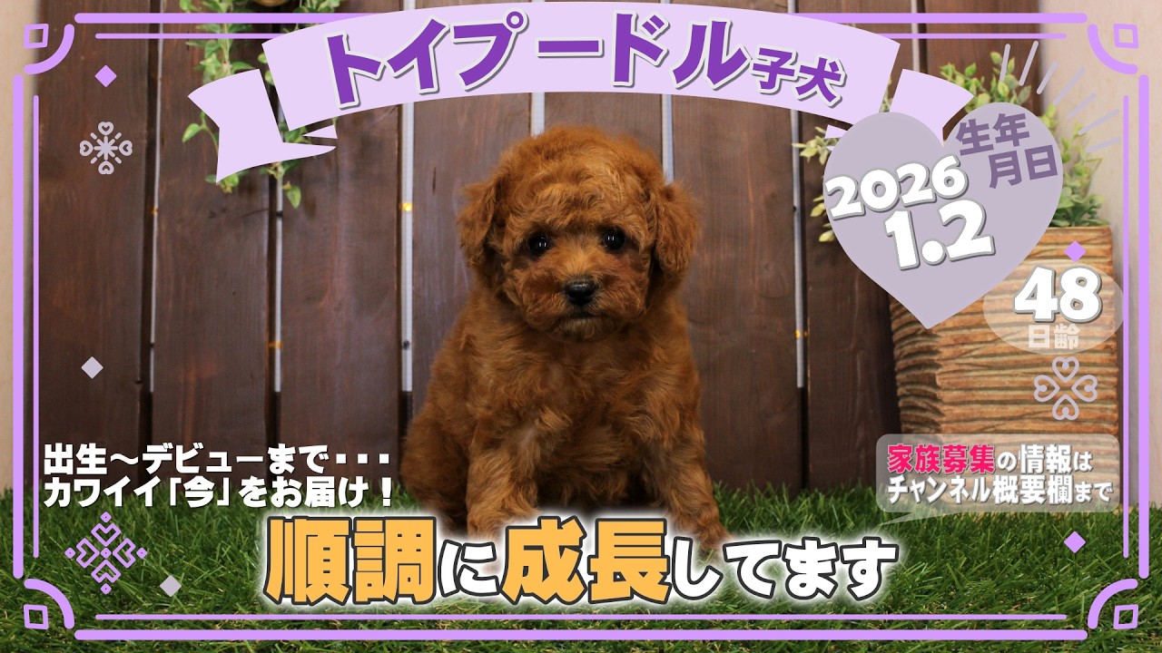 トイプードル子犬｜2026.1.2生（48日齢）｜レッドフォーン｜女の子｜滋賀県