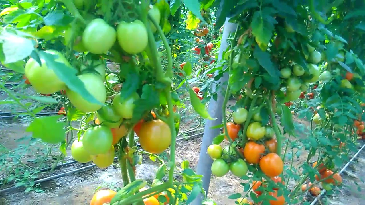 Tomato cultivation in Polyhouse (पोली हाऊस मे टमाटर की खेती) -2