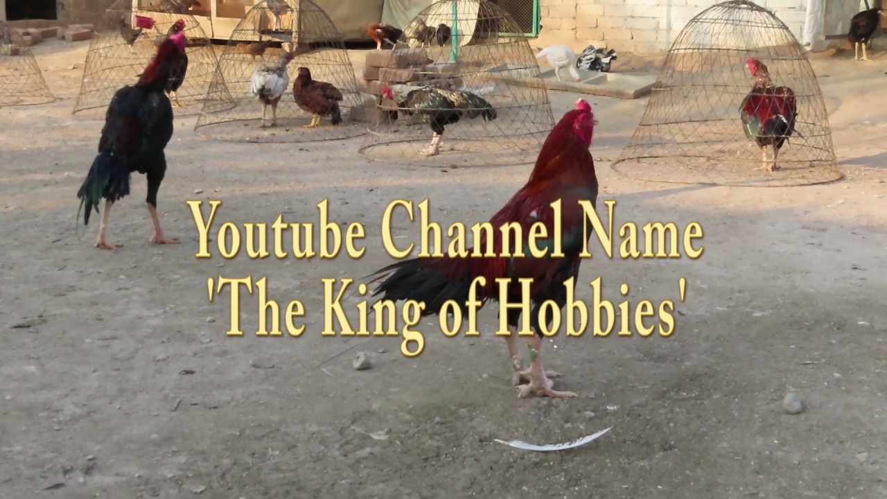 Part-1:✌✌Best Aseel Video & Full Documentary on Aseels By Palay Khan & Mr.Behraam Khan| 03149000032