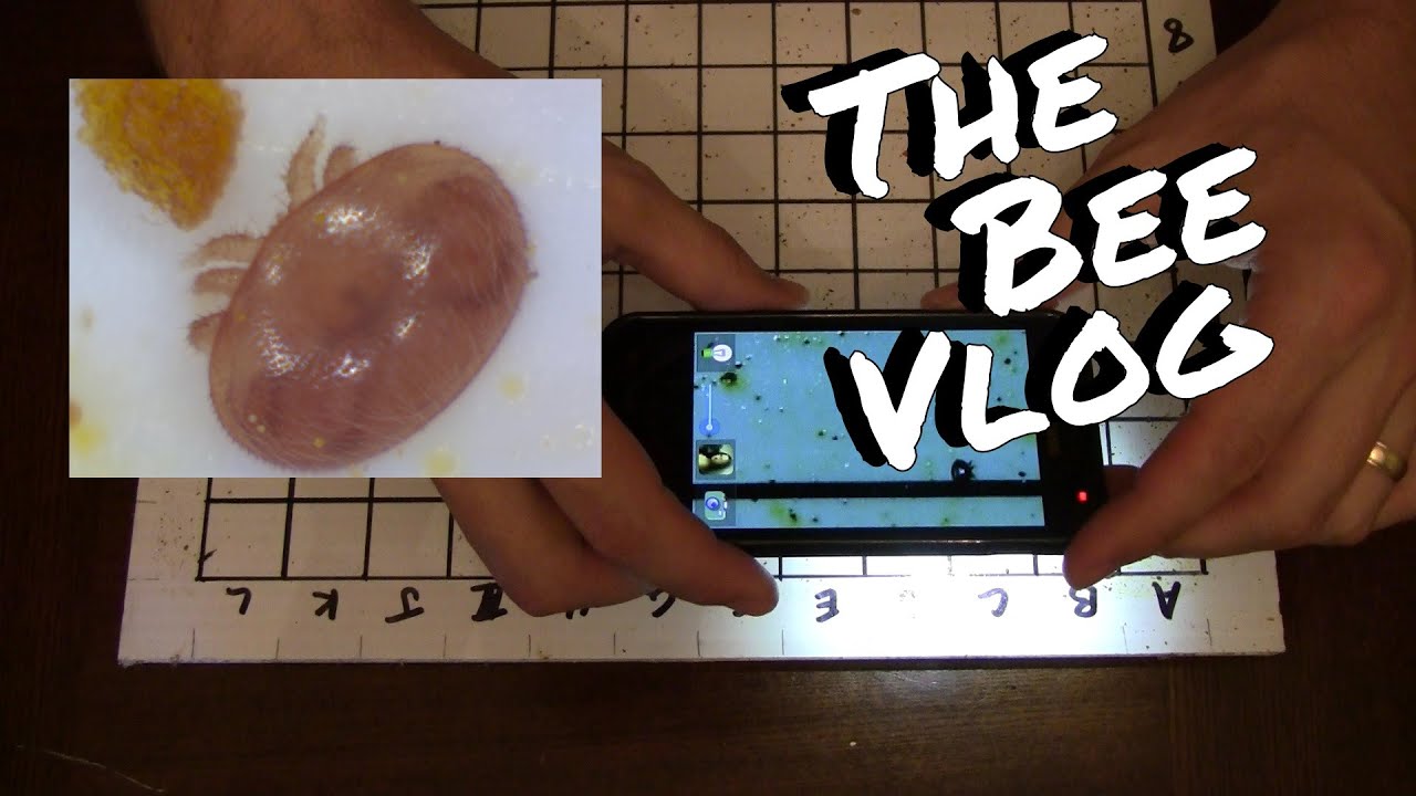 Varroa Mite Counts - Bee Vlog #147 - Aug 15, 2014