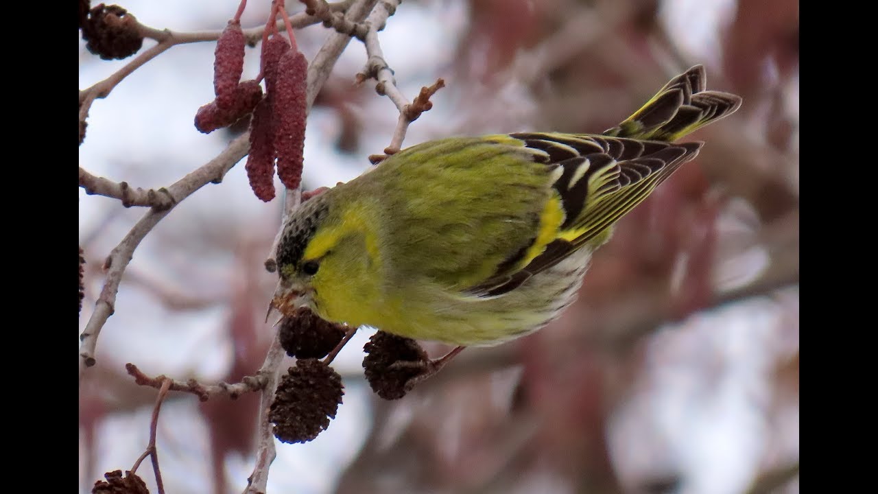 507. Čížek lesní, Eurasian Siskin, Carduelis spinus, Erlenzeisig
