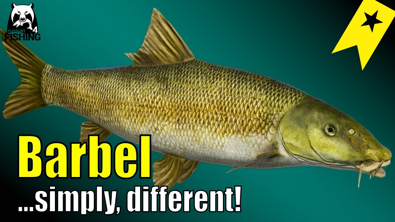 Russian Fishing 4 – Ахтуба – Короткоголовый усач… просто, необычно! #rf4 Трофей
