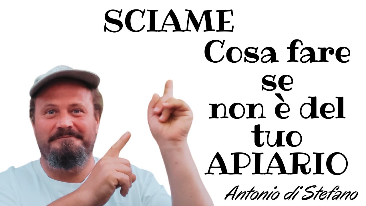 SCIAME cosa fare se non è del tuo Apiario?come agire? A cosa devi prestare attenzione? consigli.