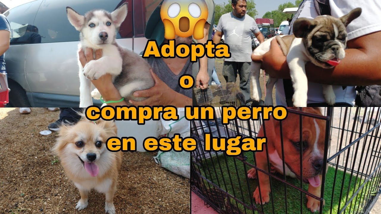 plaza ganadera o mercado de animales / perros en adopción y en venta todos los viernes