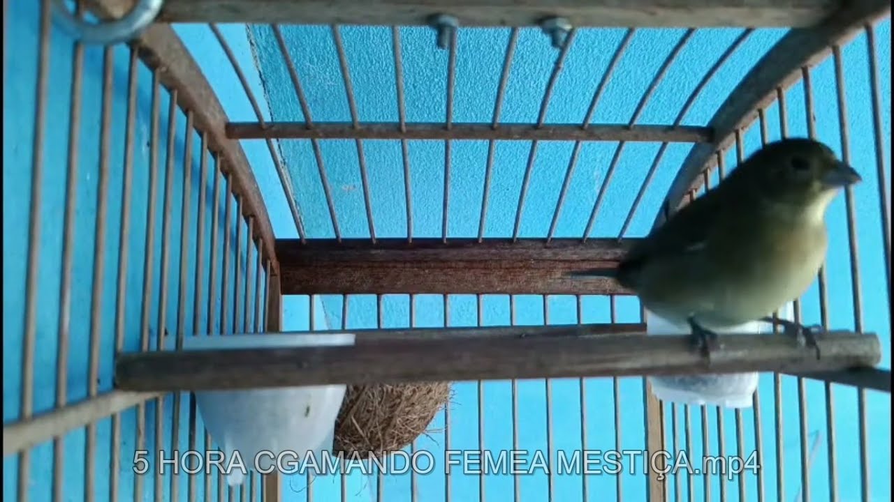 Fêmea De Papa Capim Chamando Piando Levanta Tudo 