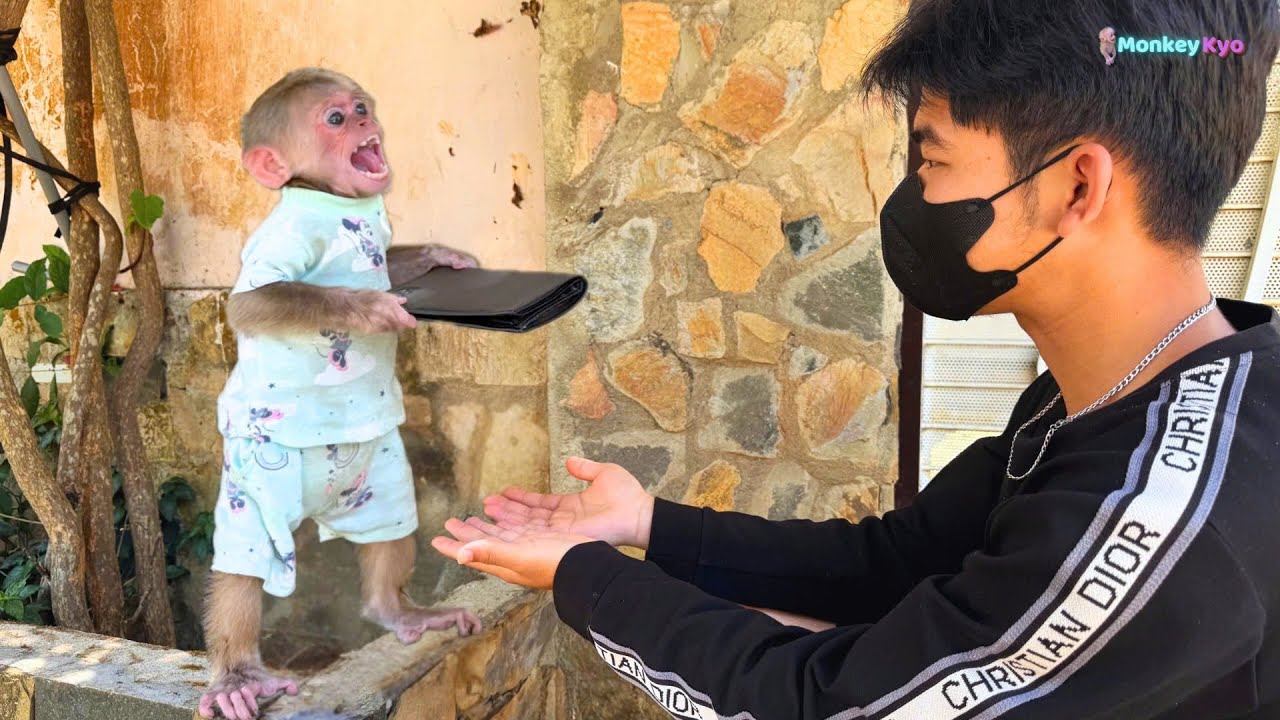 Monkey Kyo's Super Smart Reaction to Picking Up a Stranger's Wallet!