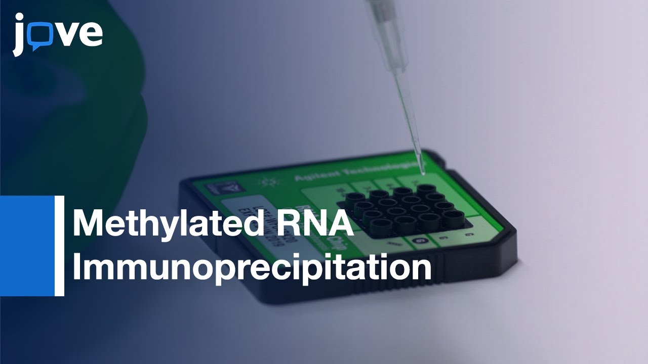 Methylated RNA Immunoprecipitation Assay to Study Modifications | Protocol Preview