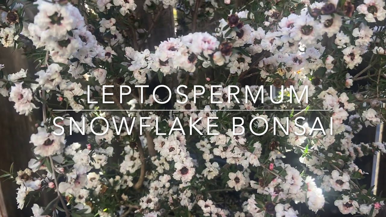 Bonsai - Snowflake Leptospermum