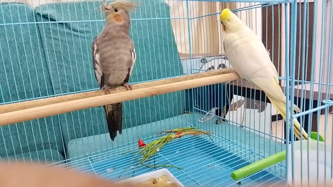 Mann ki baat day 4 - Cockatiel talks about Proud moments of parents seeing childs success 