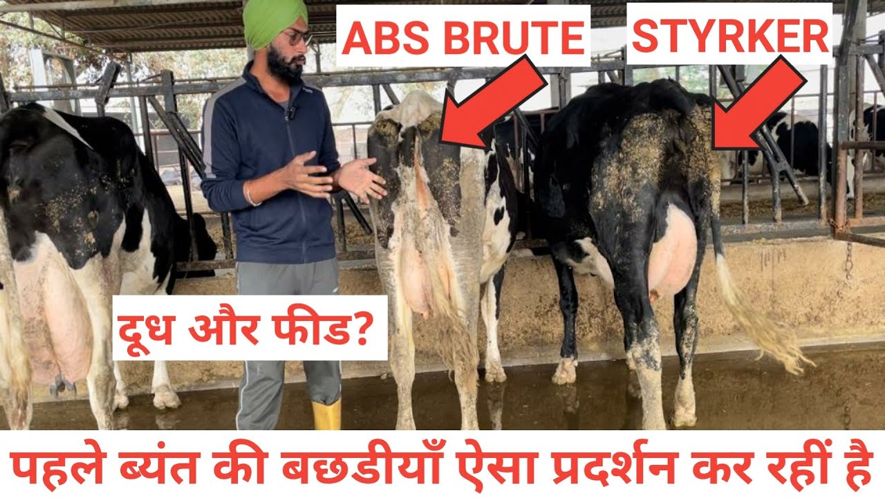 Hiefers of Abs semen performing at veer dairy farm । Hf breeding and diet plans । Profit of dairy ।