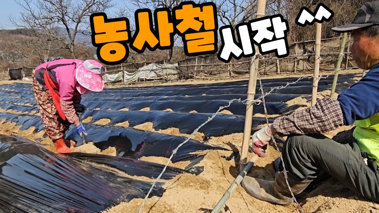 농사철이 시작 되어서 엄니 뭐하시나  밭에갔다가 비와서 김치전 해먹었어요