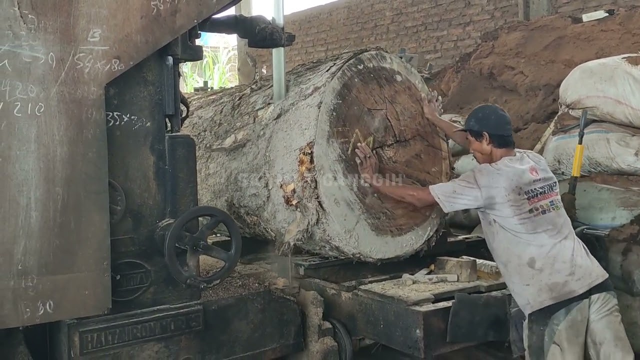 Exploring Trembesi Sawmills in San Francisco