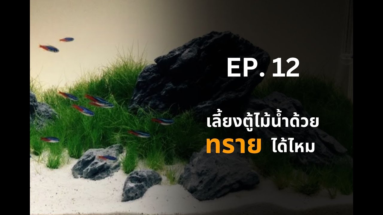 UREKA AQUARIUM EP.12 เลี้ยงตู้ไม้น้ำด้วยทรายได้ไหม