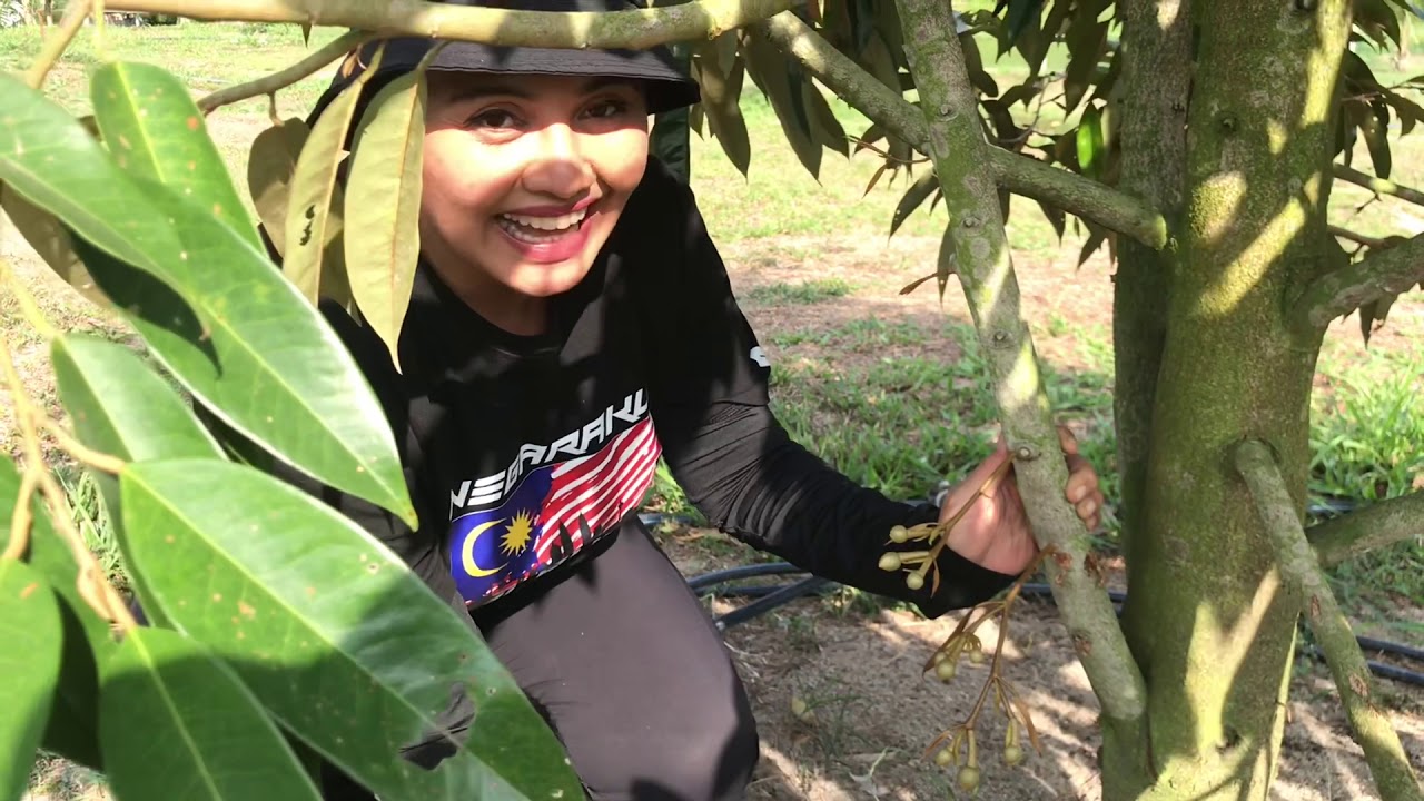 tak percaya durian dah berbunga 🥺❤️