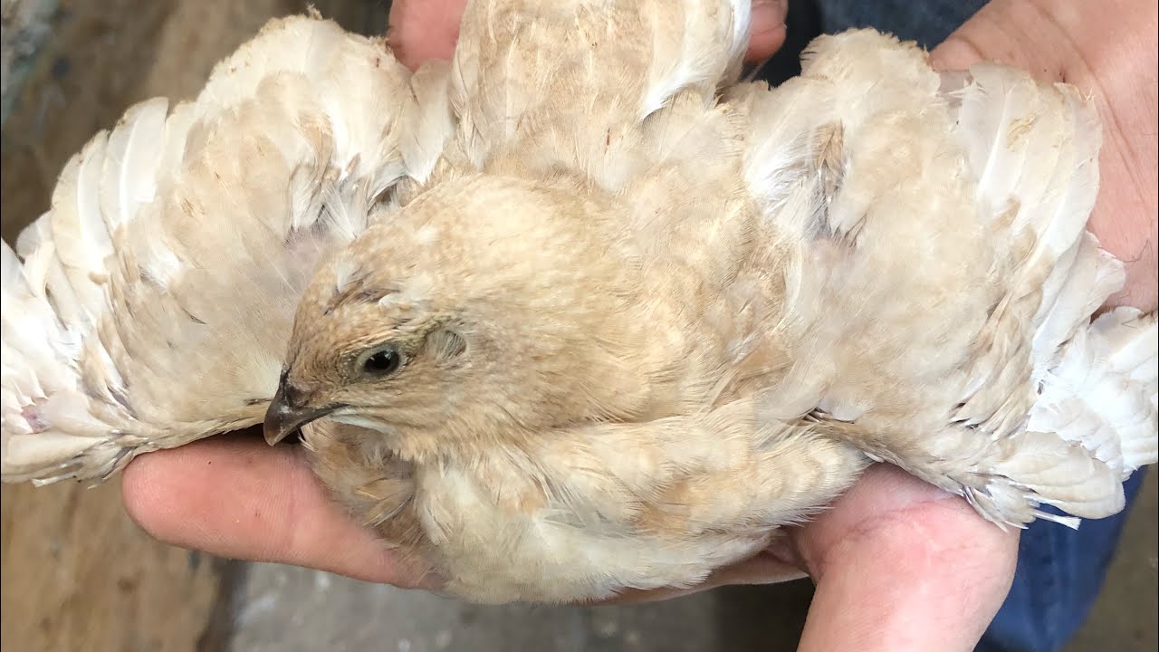 All about the GERMAN PASTEL COLLECTION! Coturnix Quail rare feather colors