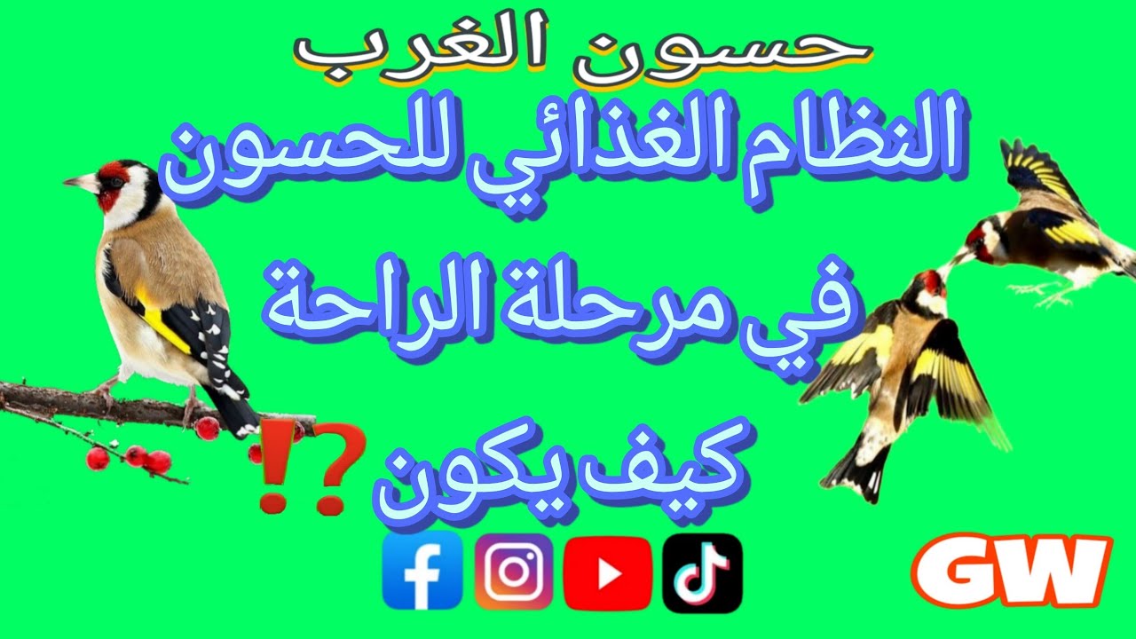 النظام الغذائي للحسون في مرحلة الراحة #birds #الحسون #طيور