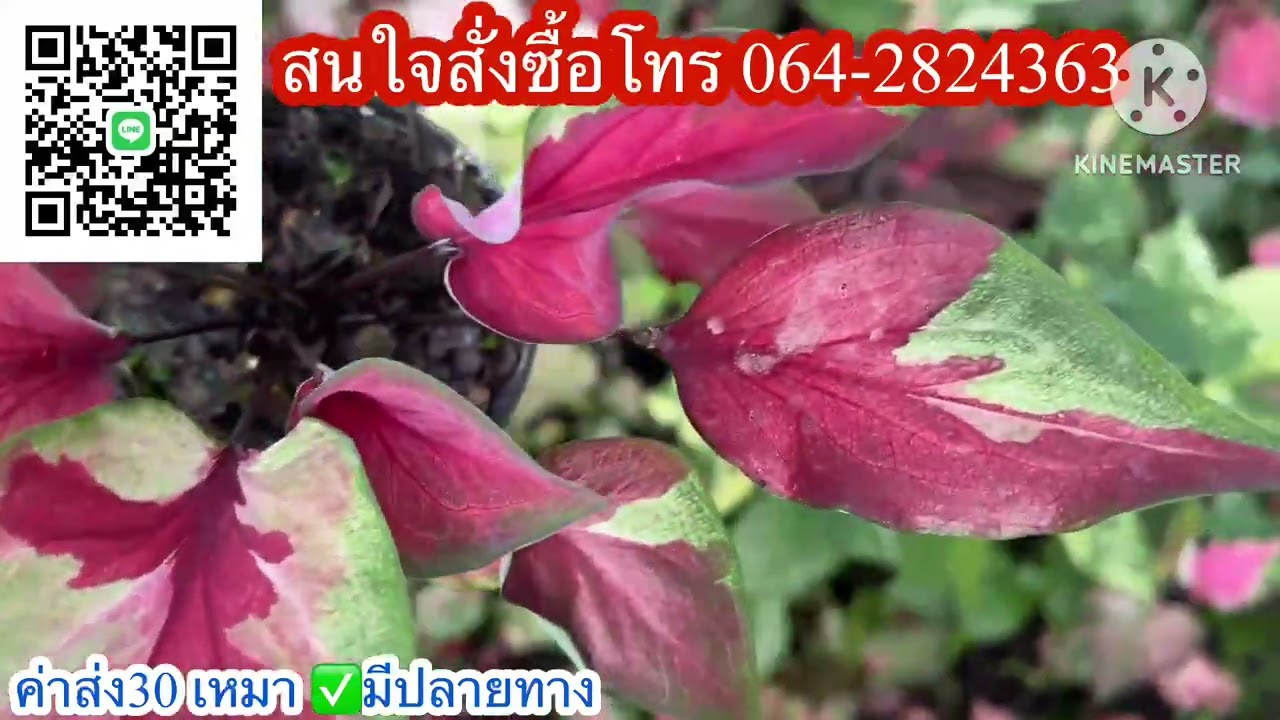 Ep.1289❤️ แบ่งบอนสีสวยๆ จากสวน☎️โทร064-2824363