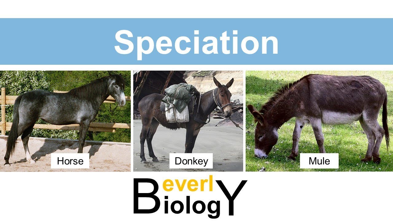 Species and Speciation (updated)