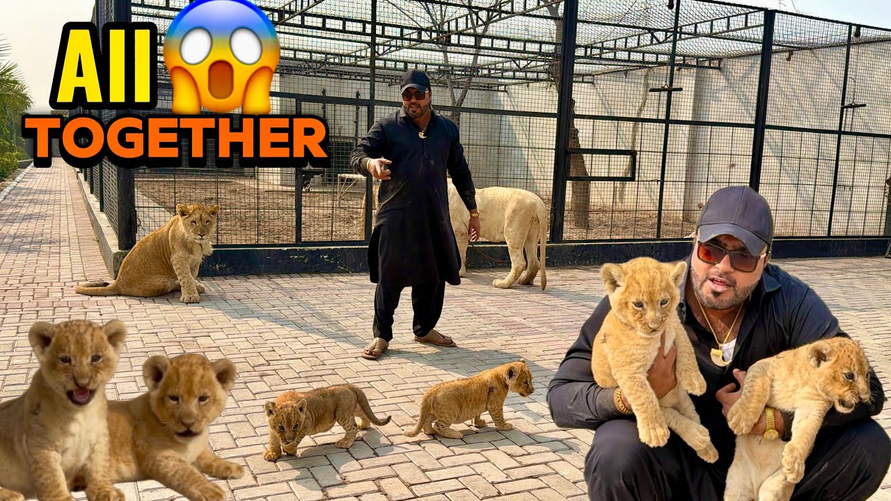 Bageera aur bravo ko Leo aur mufasa Kay pass chor dia 😱 kya ya thek Kia 🤔(mian saqib)