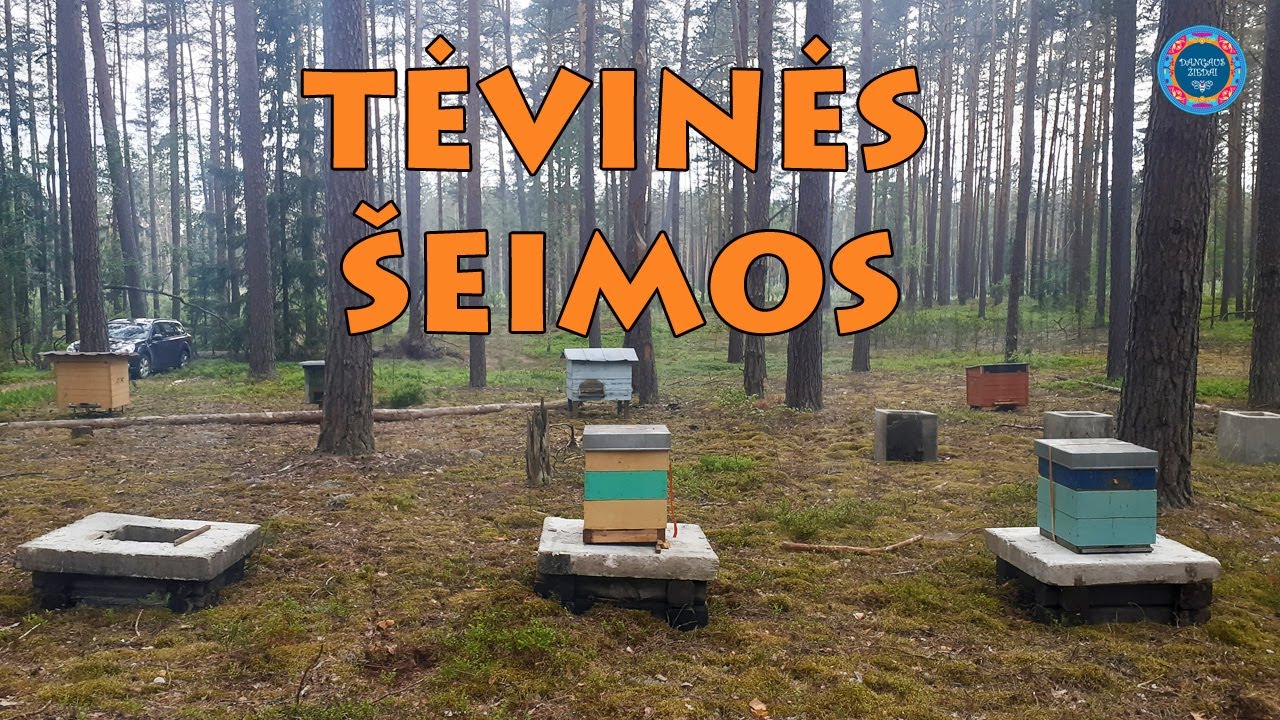 Lietuvos tamsiųjų bičių tėvinės šeimos