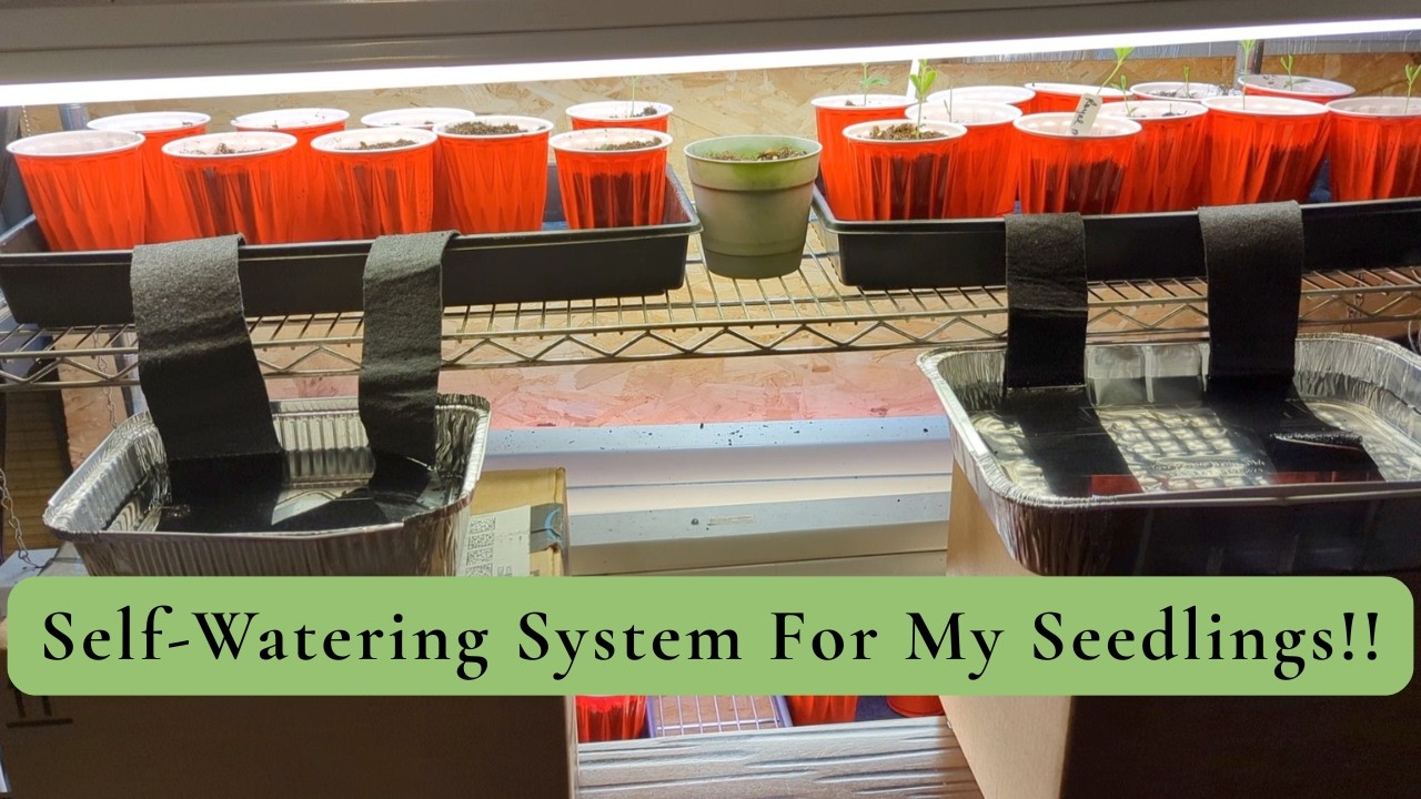 Self-Watering System For My Seedlings!🌱🌱👌