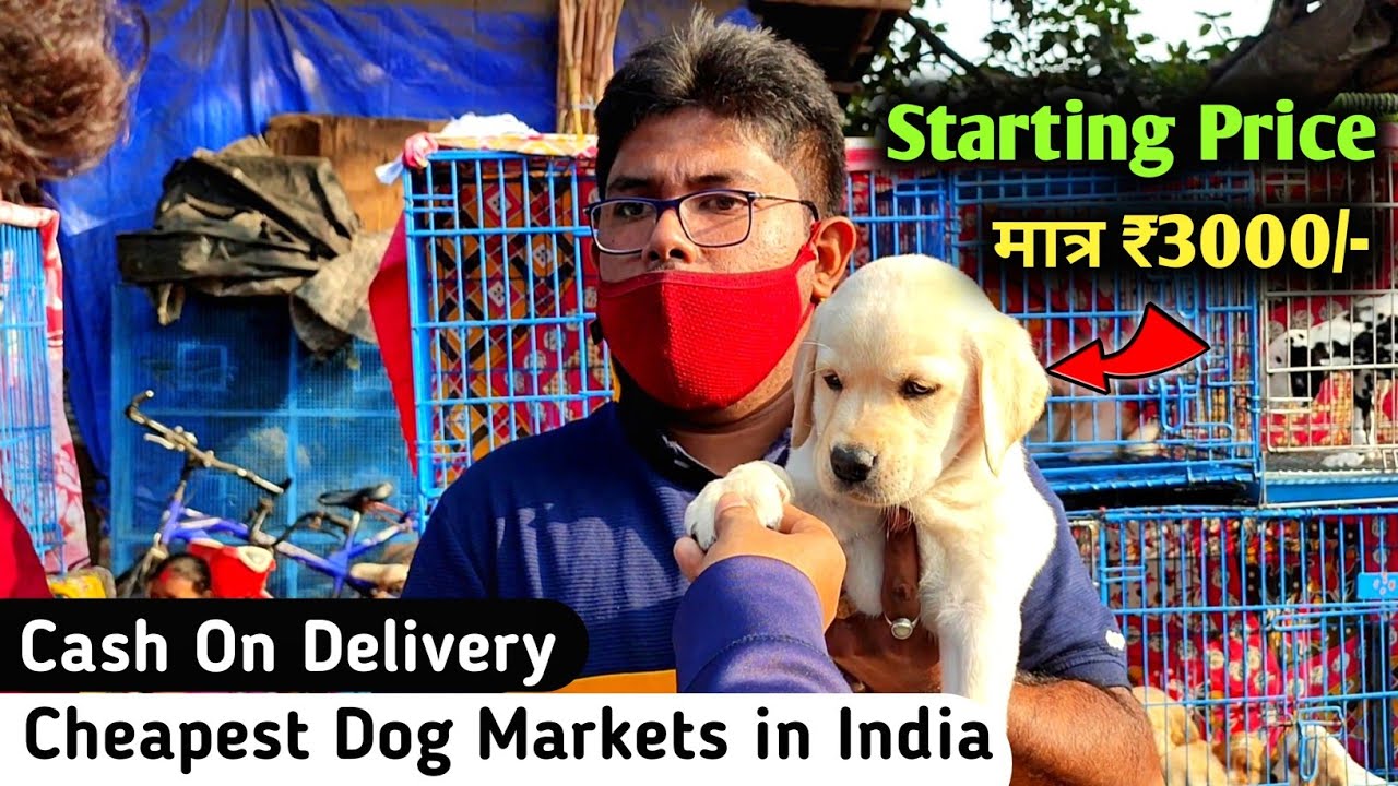 Cheapest Dogs Market in India | World Cheapest Dog Market | Retailer/Wholesale | GaliffStreet Market