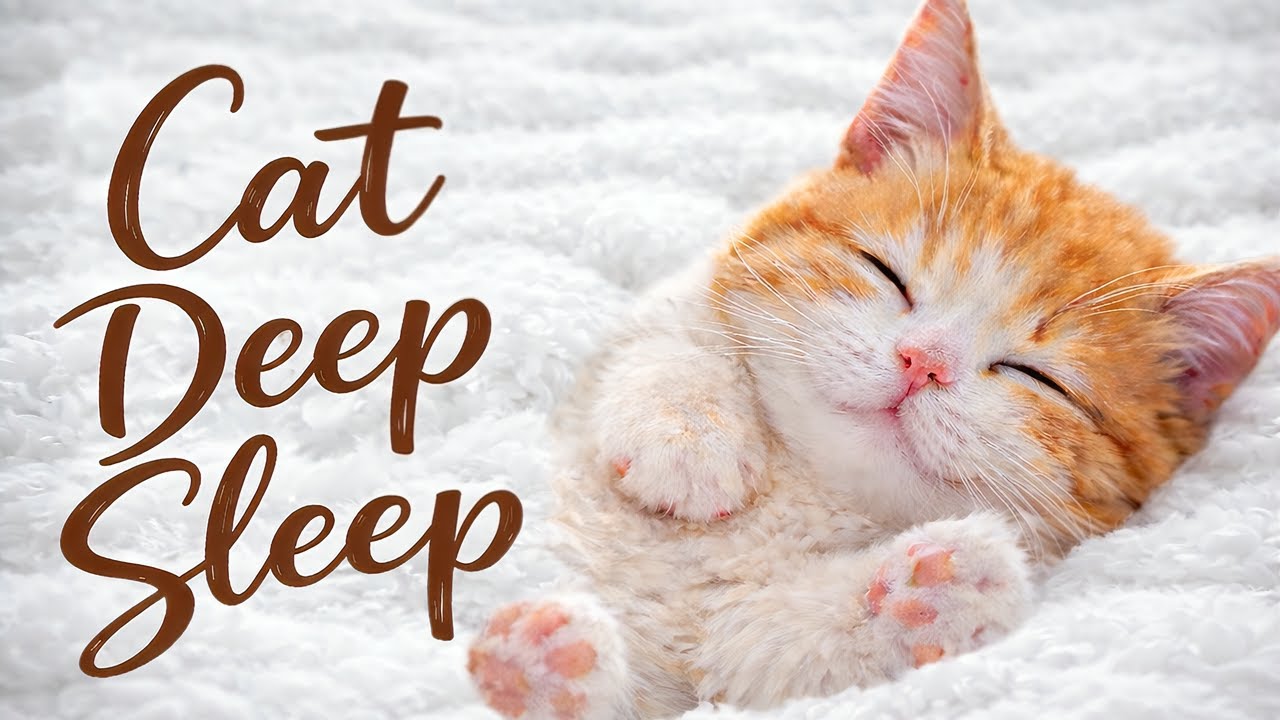 배 내밀고 잠든 아기 고양이 😴🐱 Sleeping Kitten with Gentle Breathing | 10 Hours of Calm_ASMR
