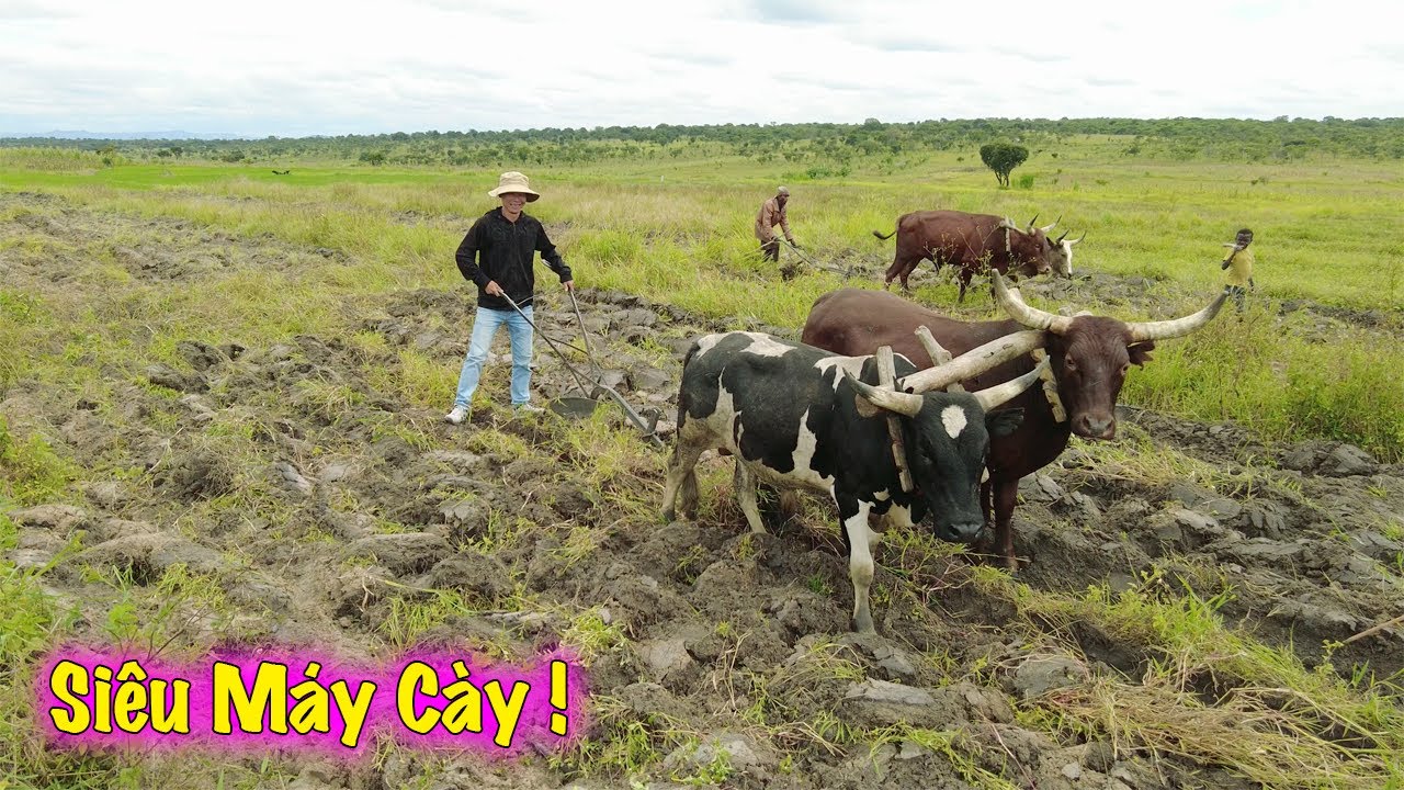 Hai Cặp Siêu Máy Cày Đổ Bộ Đến Farm Thay Thế Toàn Bộ Sức Lao Động Cho Người Dân Các Bản