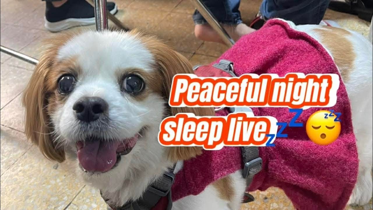 peaceful night live😴💤