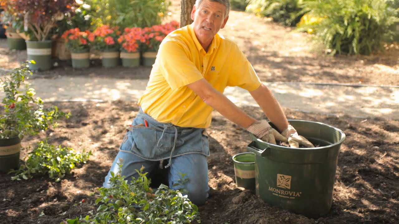 How to Transplant Flowering Quince : Garden Savvy