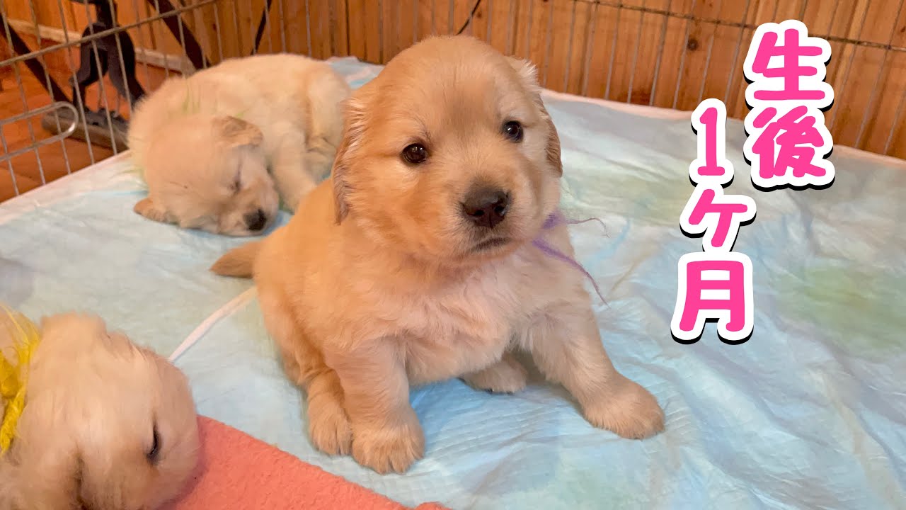 【生後1ヶ月】ゴールデンレトリバーの子犬に会いに行った日〜4ヶ月前はこんなに小さい赤ちゃんでした〜