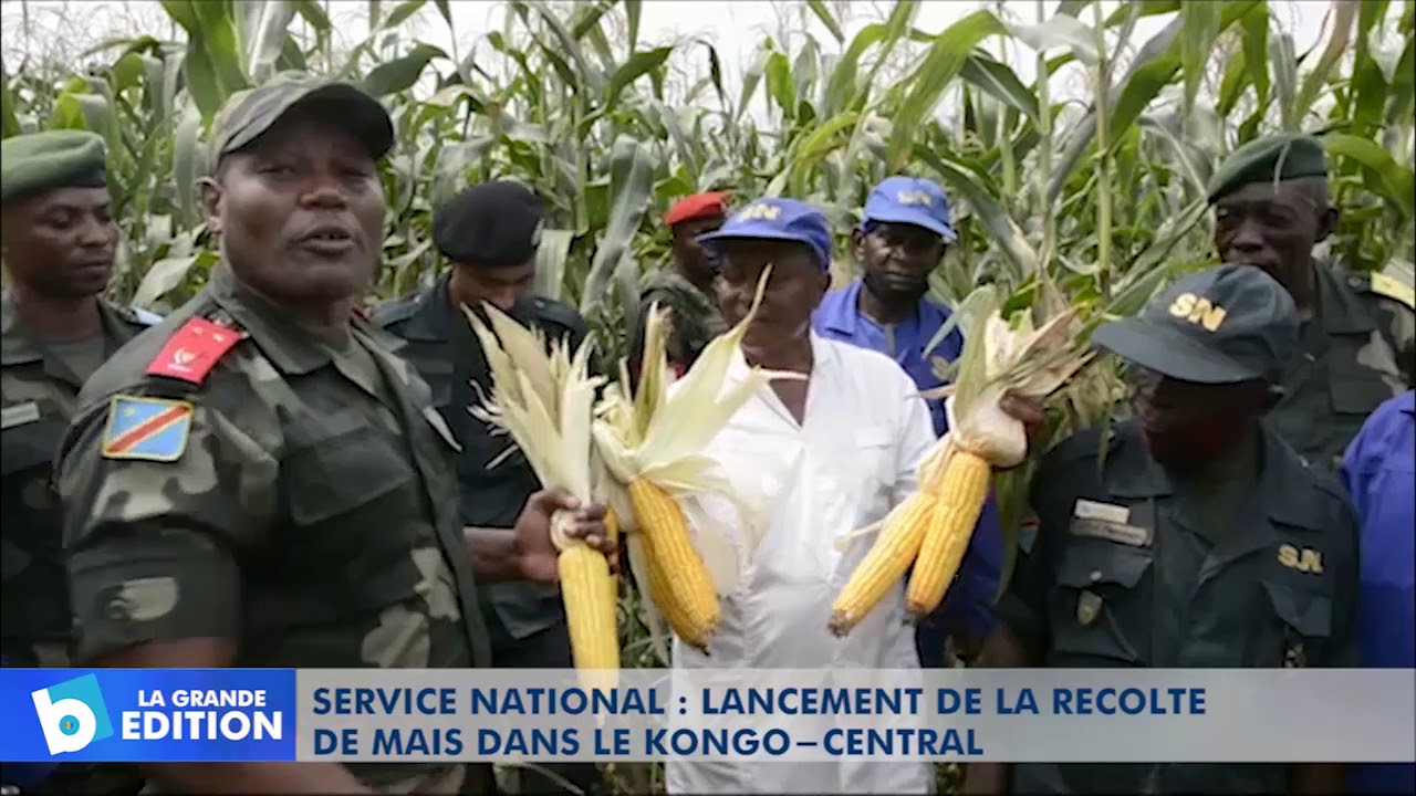 Service National: Lancement de la récolte de Maïs dans le Kongo-Central