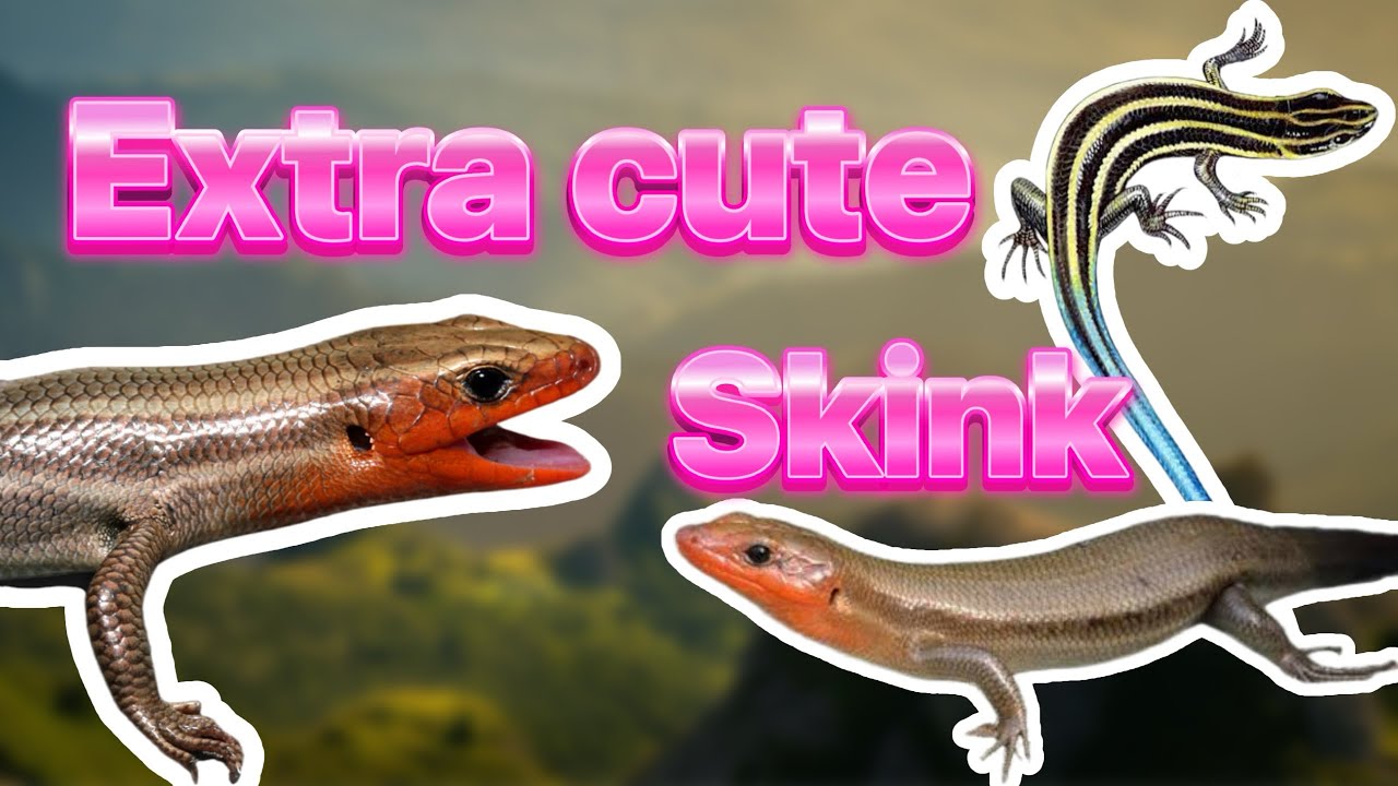 The 5 lined common skink
