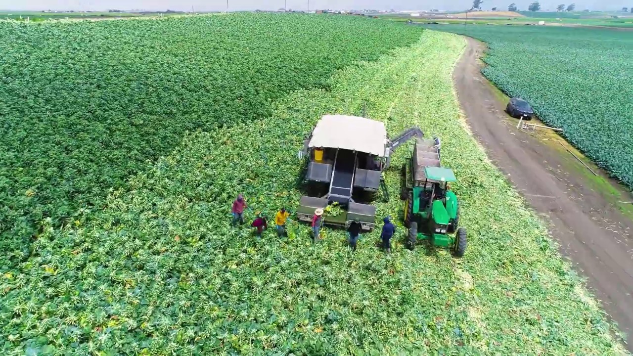 Hitchcock Farms - Brussels Sprouts - Harvest