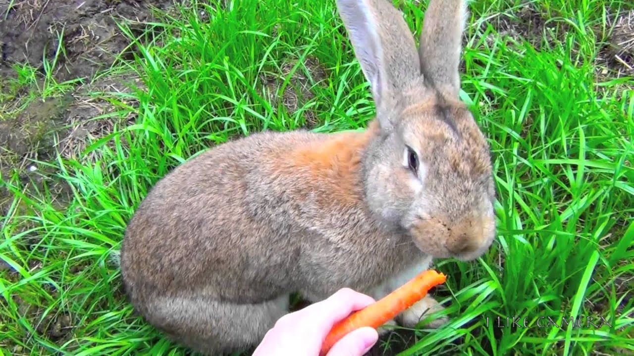 Big Flemish Giant Bunny Rabbit Eating Carrot - Cute Pet