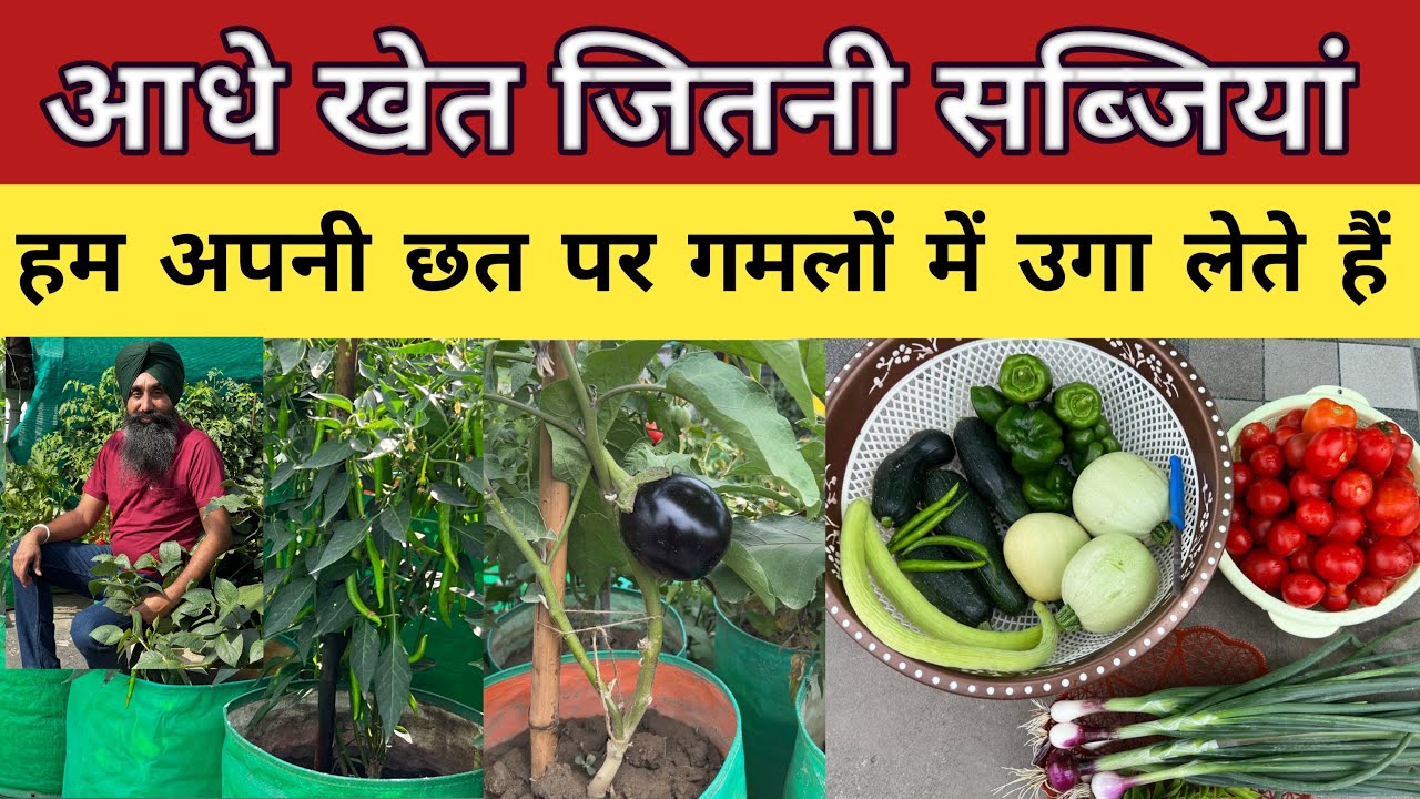गमलों में आसानी से उगाई जाने वाली सब्जियां  || Gamlo me ugai jane wali Sabzian || Vegetables in Pots