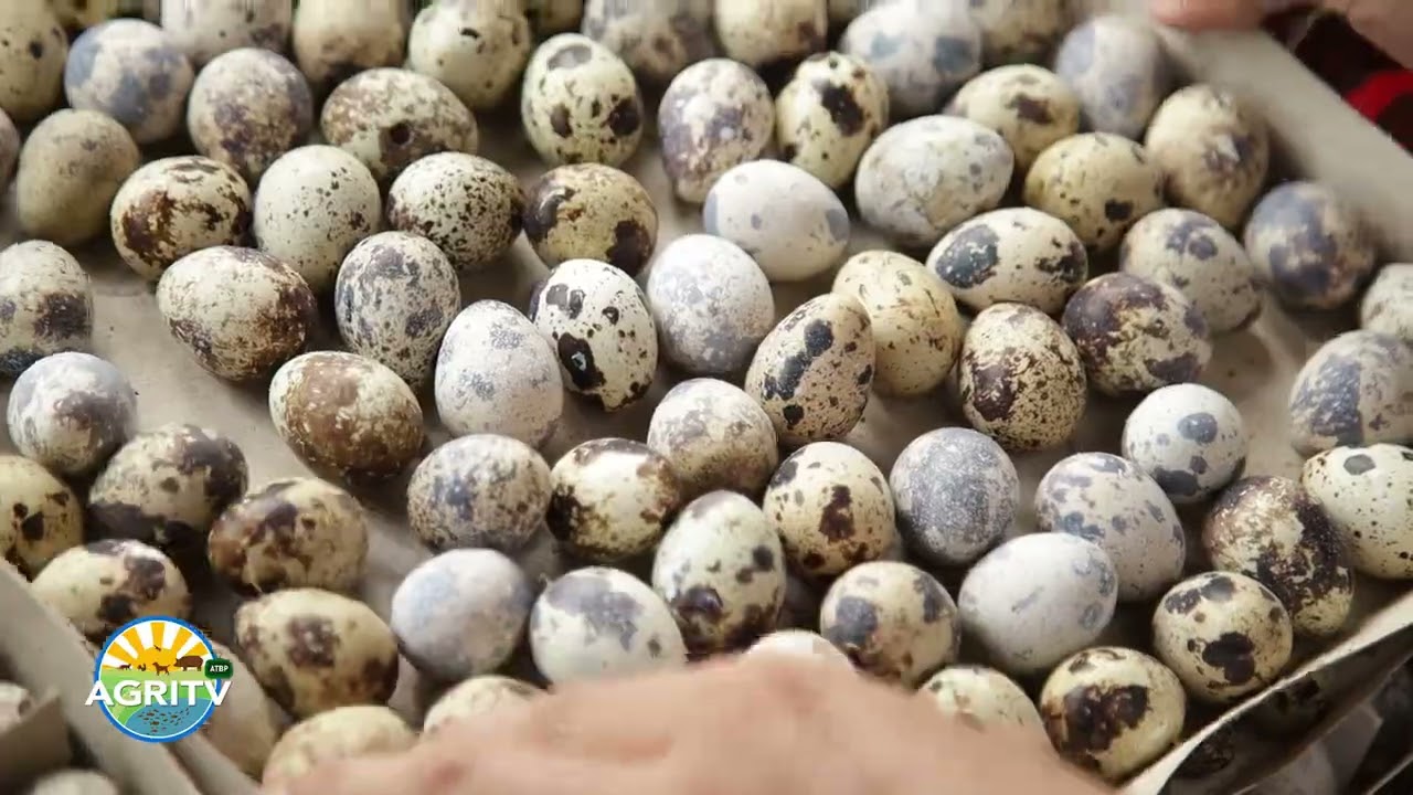 AGRITV Atbp July 26, 2025 Episode Quail Farm sa Kapihan at Sarimanukan